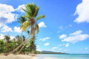 punta cana beach and palm trees